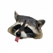 Raccoon PNG Clipart