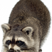 Raccoon PNG Image