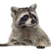 Raccoon PNG Picture