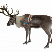 Reindeer Free PNG Image