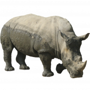 Rhinoceros скачать бесплатно пнн