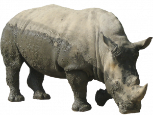 Rhinoceros ดาวน์โหลดฟรี png