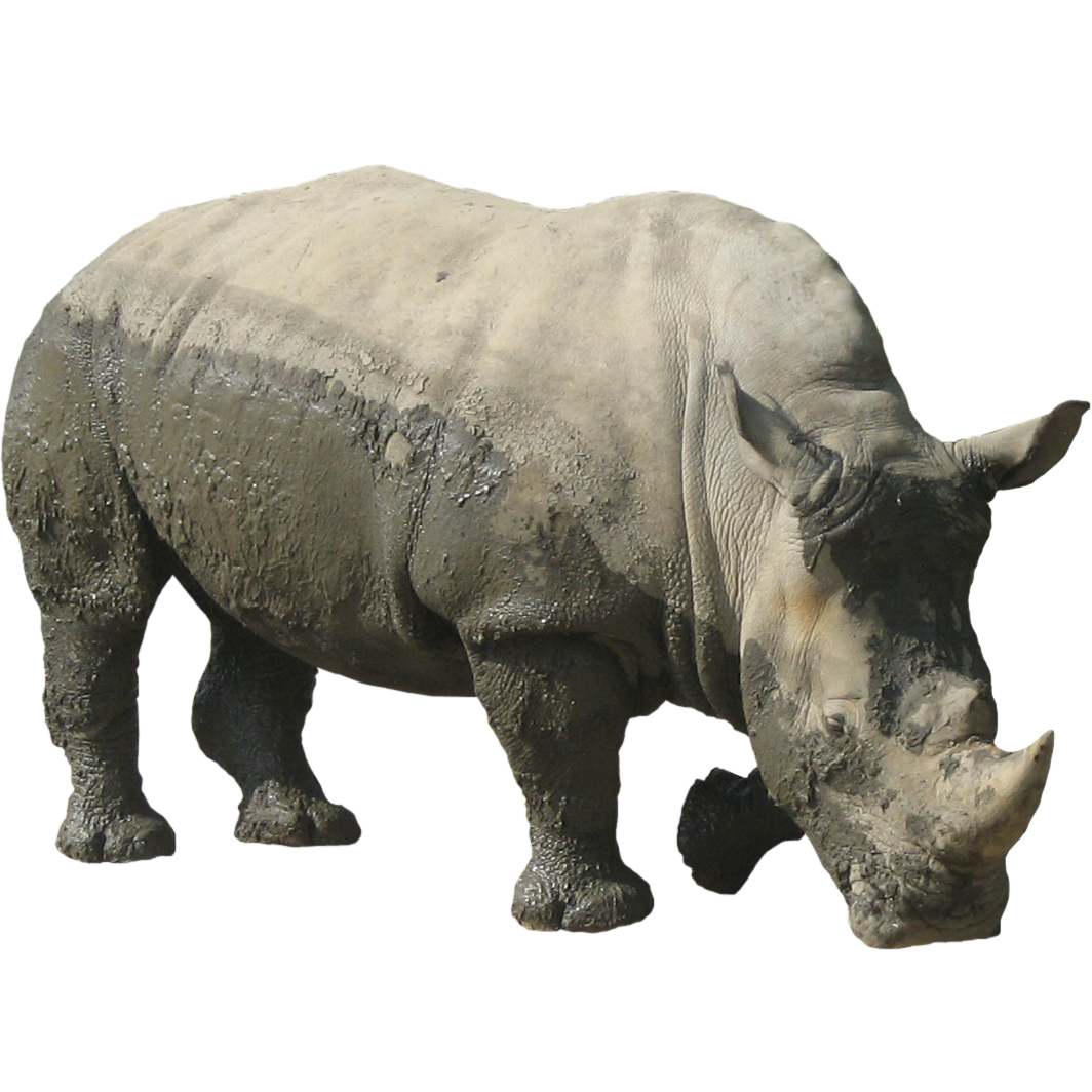 Rhinoceros Gratis Unduh PNG