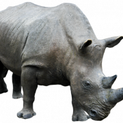 Rhinoceros Free Png Image