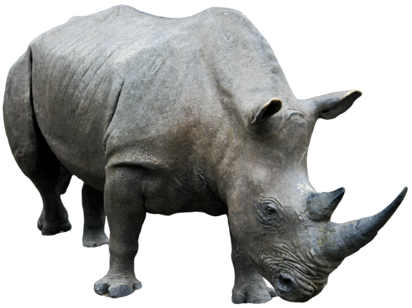 Immagine png gratuita di rinoceronte