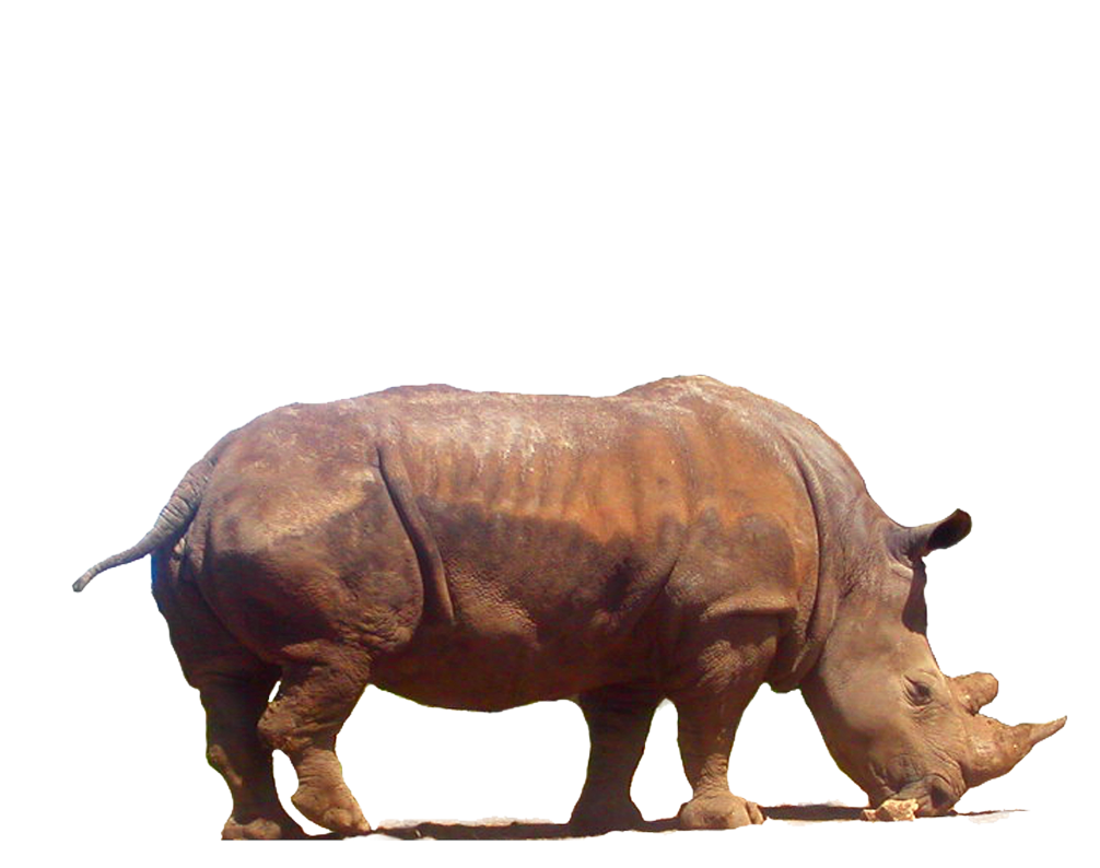 Rhinoceros png clipart