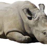 Rhinoceros PNG Picture