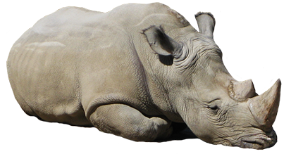 Rhinoceros Png Picture