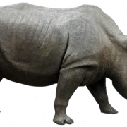 Rinoceronte transparente
