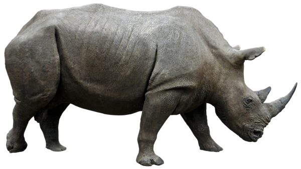 Rhinoceros trasparente