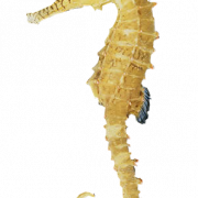 Seahorse Free Download PNG