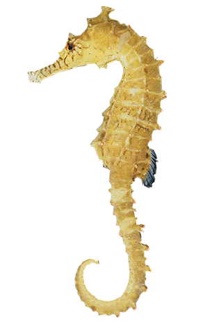 Seahorse Free Download PNG