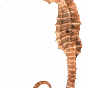Seahorse PNG Clipart