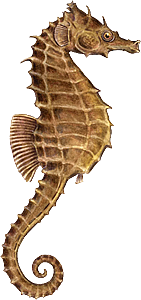 Seahorse PNG File