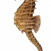 Seahorse PNG Image