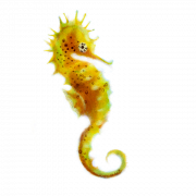Seahorse PNG Picture