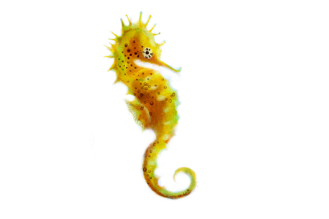 Seahorse PNG Picture