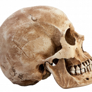 Skull PNG Pic