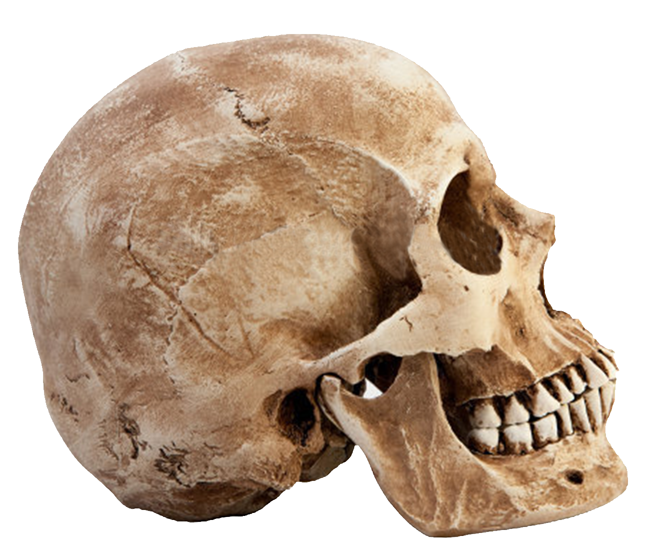 Skull PNG Pic