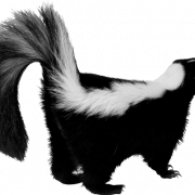 Skunk PNG Picture