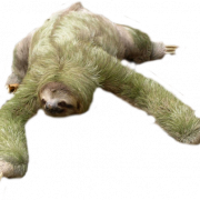 Скачать Sloth бесплатно Png