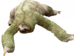 sloth ดาวน์โหลดฟรี png