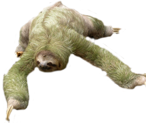 Sloth Free Download PNG