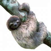 File png sloth