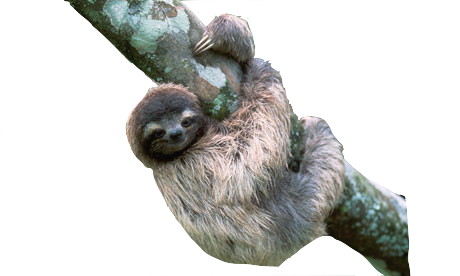 Sloth PNG File