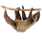 Sloth PNG Image