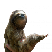 Sloth PNG Pic