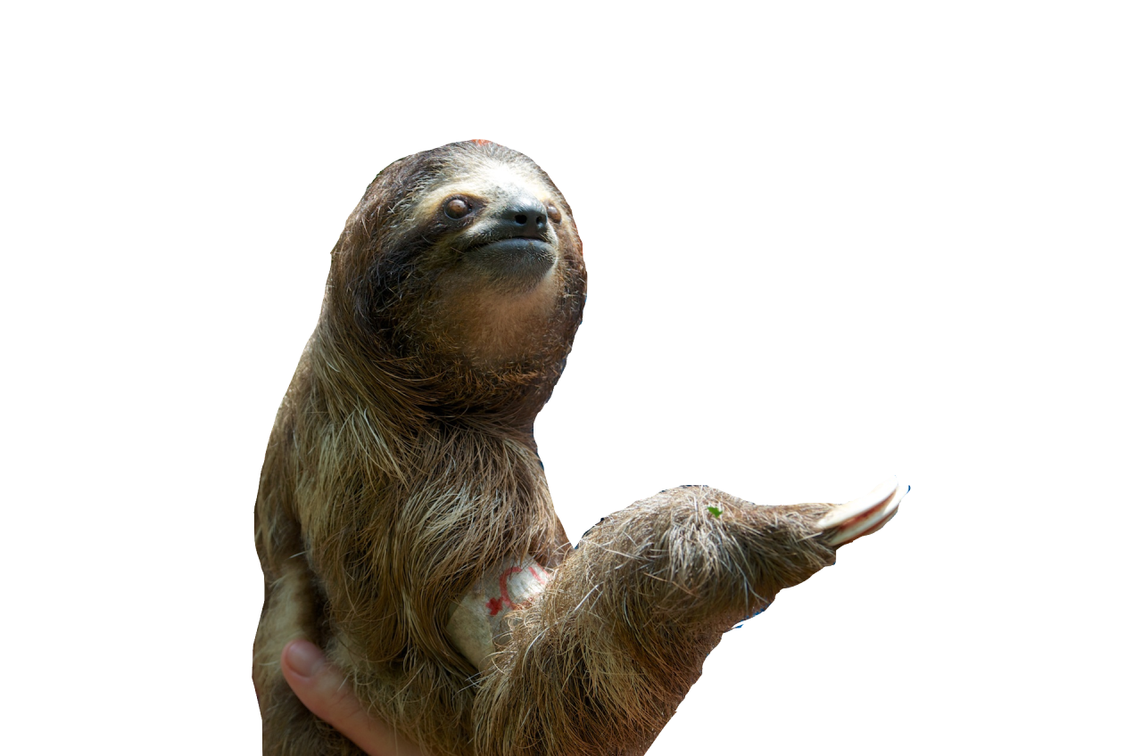Sloth Png Pic