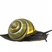 Snail PNG Clipart