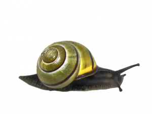 CLIPART PNG do caracol