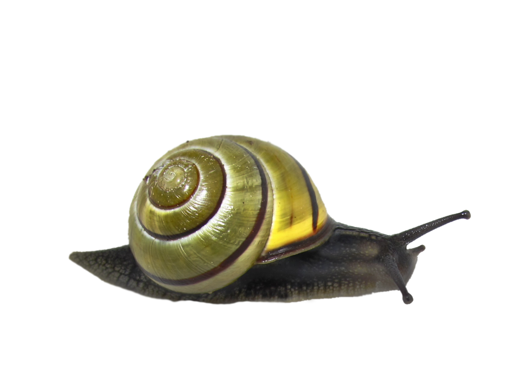 Snail PNG Clipart