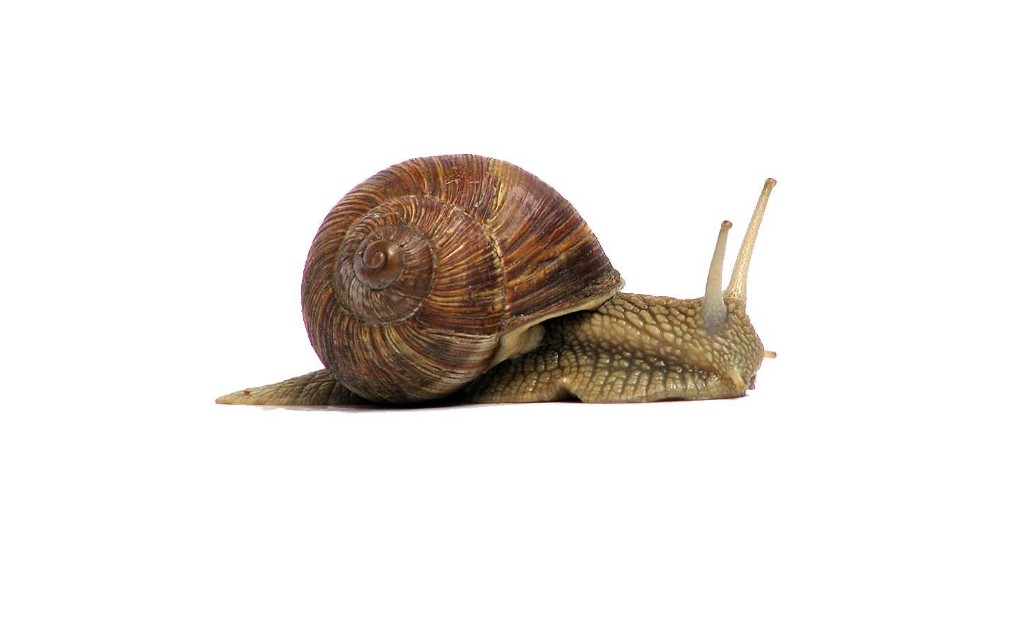 Snail PNG File