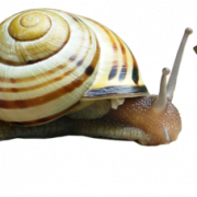 Snail PNG HD