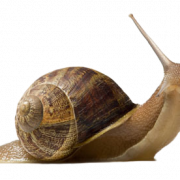 Snail PNG Pic