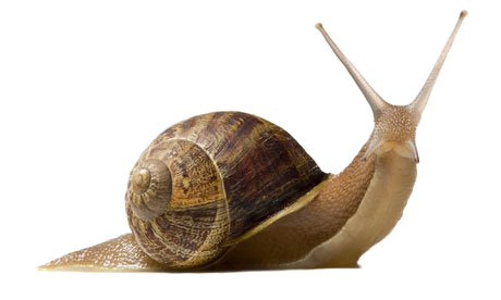 Snail PNG Pic
