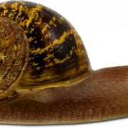 Snail PNG Picture