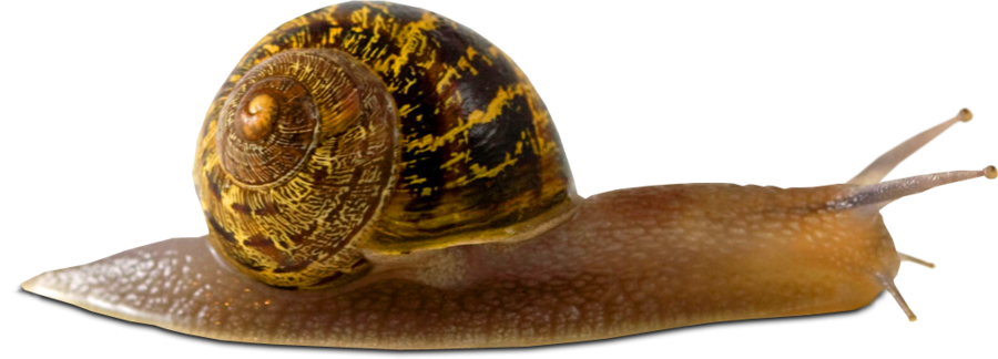 Snail PNG Picture