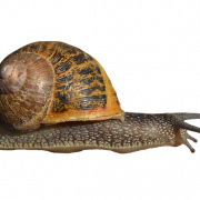 Snail Transparent