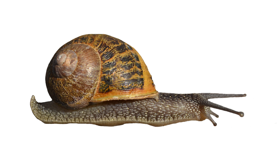 Transparent ng snail