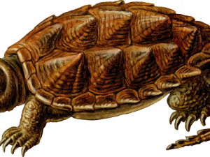 Snapping Turtle Free Download PNG