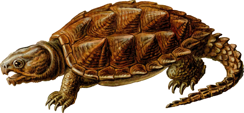 Snapping Turtle Free Download PNG