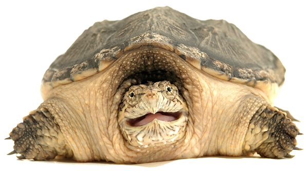 Clipart PNG de tortue de claquement
