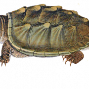 Immagine PNG a scatto di tartaruga
