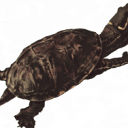 Snapping Turtle PNG Picture