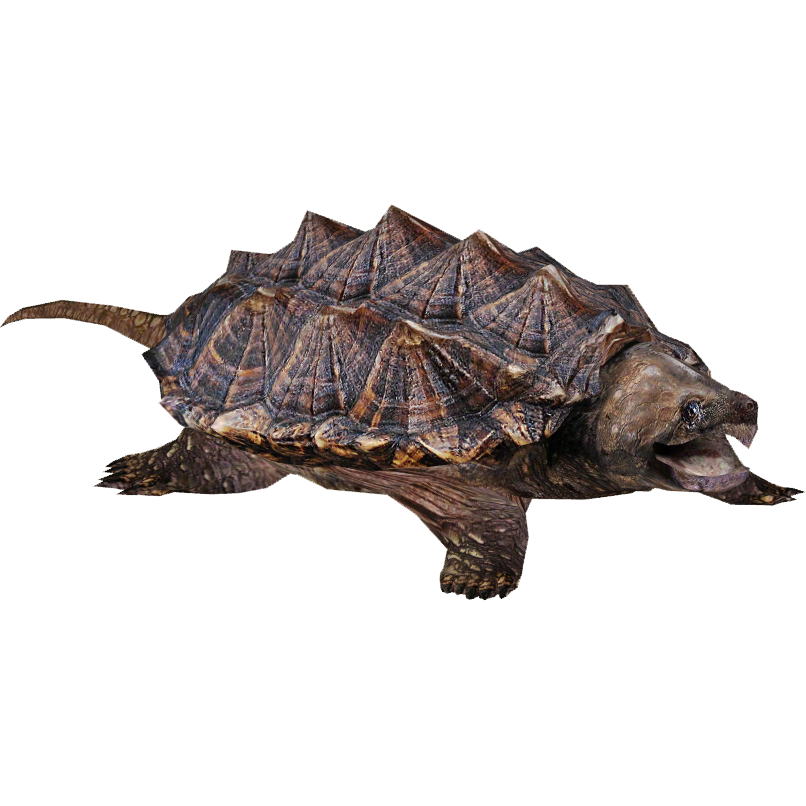 Tartaruga che scatta PNG