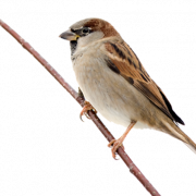 Sparrow Download gratuito PNG